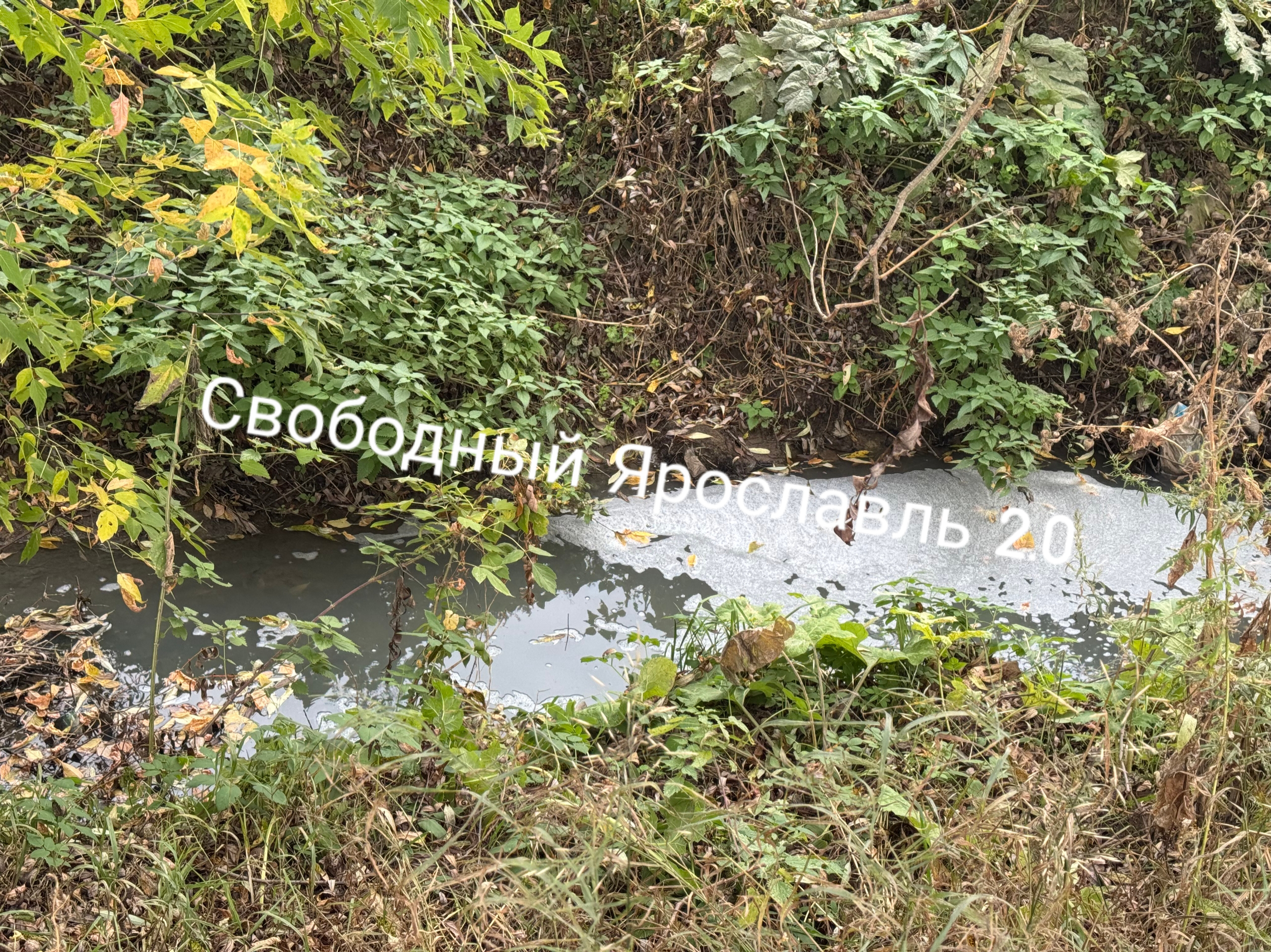 Чёрная вода и мёртвые птицы: что происходит с речкой Толгоболкой под Ярославлем